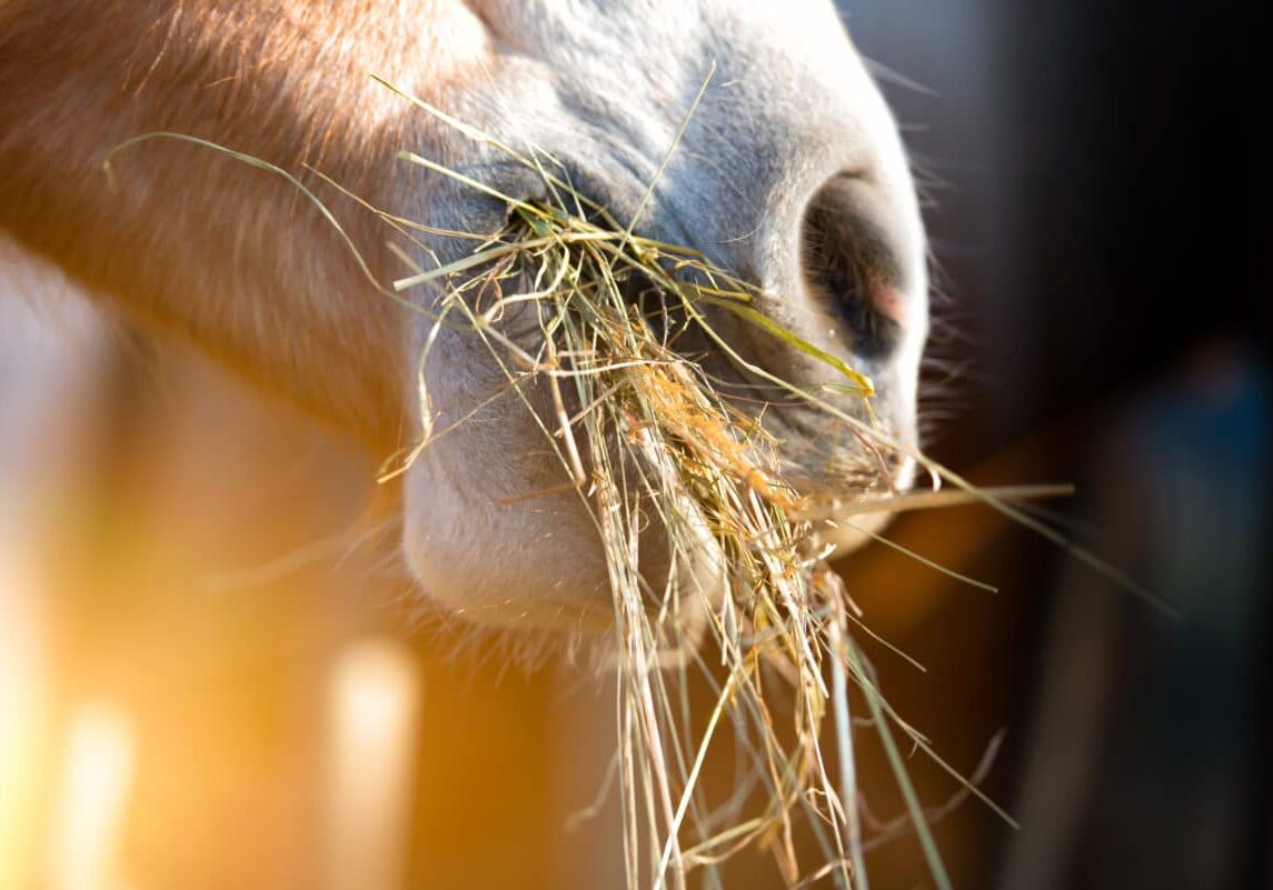 Horse,Eating,Grass