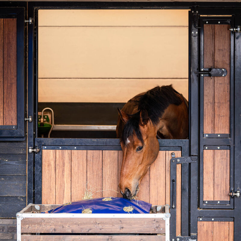 Horse Originals - DaKo Fotografie (Webformaat) 06 Horse Originals - DaKo Fotografie (Webformaat) 06