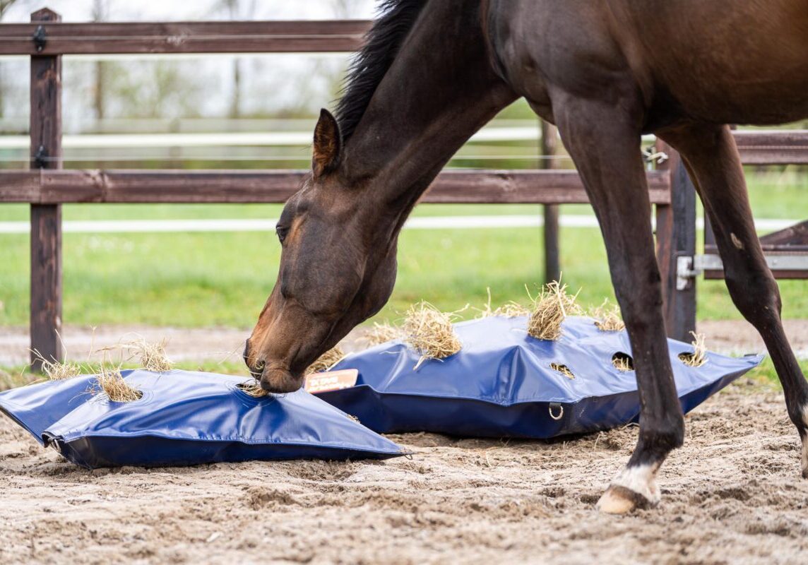 Horse Originals - DaKo Fotografie (Webformaat) 10