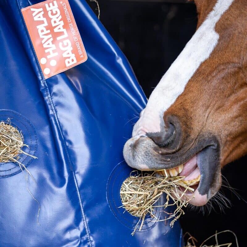 Horse Originals - DaKo Fotografie (Webformaat) 19