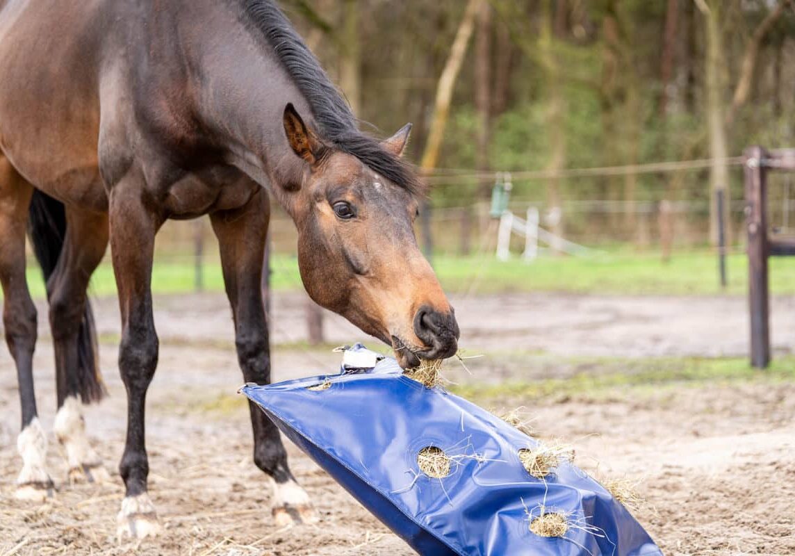 Horse Originals - Prevents Boredom